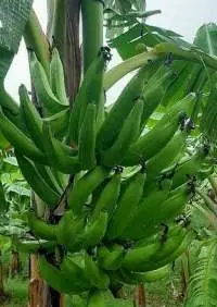 Premium Organic Cavendish Bananas