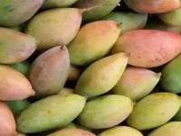 Premium Fresh Export Quality Mangoes