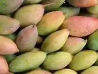 Premium Fresh Export Quality Mangoes