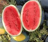 Premium Fresh Export Quality Watermelons