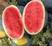 Premium Fresh Export Quality Watermelons