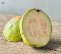 Premium Fresh Export Quality Guavas