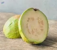 Premium Fresh Export Quality Guavas