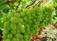 Premium Fresh Seedless Grapes