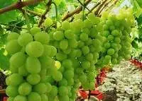 Premium Fresh Seedless Grapes