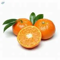 Premium Fresh Export Quality Oranges