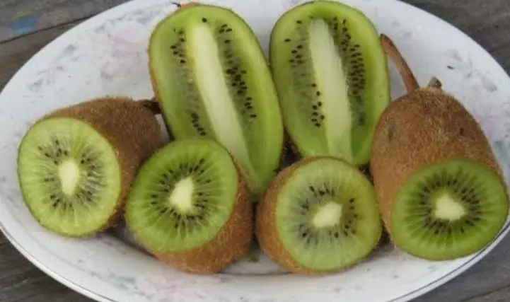 Premium Export Grade Fresh Green Kiwi