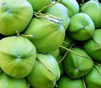 Premium Fresh Tender Coconuts Export Quality