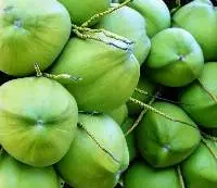 Premium Fresh Tender Coconuts Export Quality