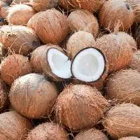 Export Quality Premium Fresh Mature Coconuts