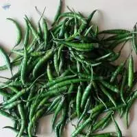 Fresh Export Quality Green Chilli
