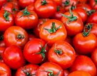 Premium Fresh Export Quality Tomatoes