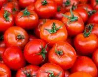 Premium Fresh Export Quality Tomatoes