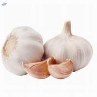 Premium Fresh Garlic Bulbs Export Quality