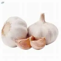Premium Fresh Garlic Bulbs Export Quality