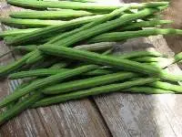 Premium Fresh Moringa Drumsticks Export Quality