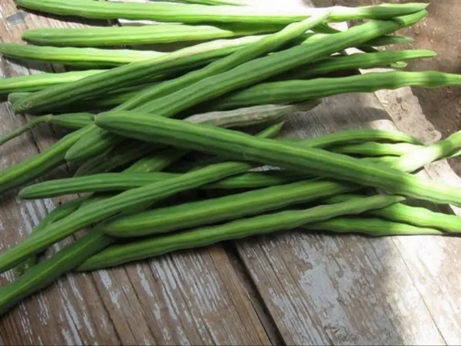 Premium Fresh Moringa Drumsticks Export Quality