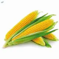 Premium Yellow Maize Corn Export Quality