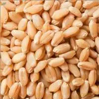 Premium Milling Grade Wheat Export Quality