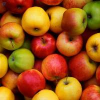 Premium Quality, Organic Fresh Apple