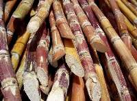 Premium Quality Organic Fresh Sugarcane