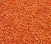 Premium Organic Quality Lentils For Export