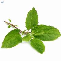 Premium Quality Tulsi (Holy Basil)
