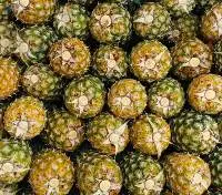 Fresh Indonesian Honey Pineapple - MD2, Other