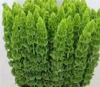 Premium Fresh Molucela Green Floral Stems
