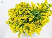 Premium Fresh Solidago Yellow Flower Stems