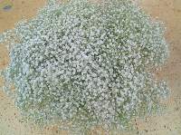 Premium White Gypsophylla Excellence Flower Bunc