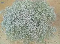 Premium White Gypsophylla Excellence Flower Bunc