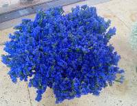 Premium Blue/Purple Statice Flower Stems