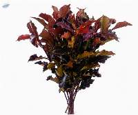 Premium Fresh Photinia Green Foliage Stems