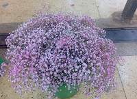 Premium Tinted Gypso Colorful Flower Stems