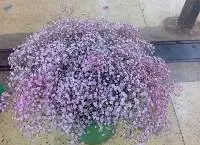 Premium Tinted Gypso Colorful Flower Stems