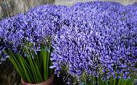 Premium Agapanthus Blue And White Flower Stems