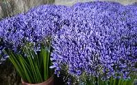 Premium Agapanthus Blue And White Flower Stems