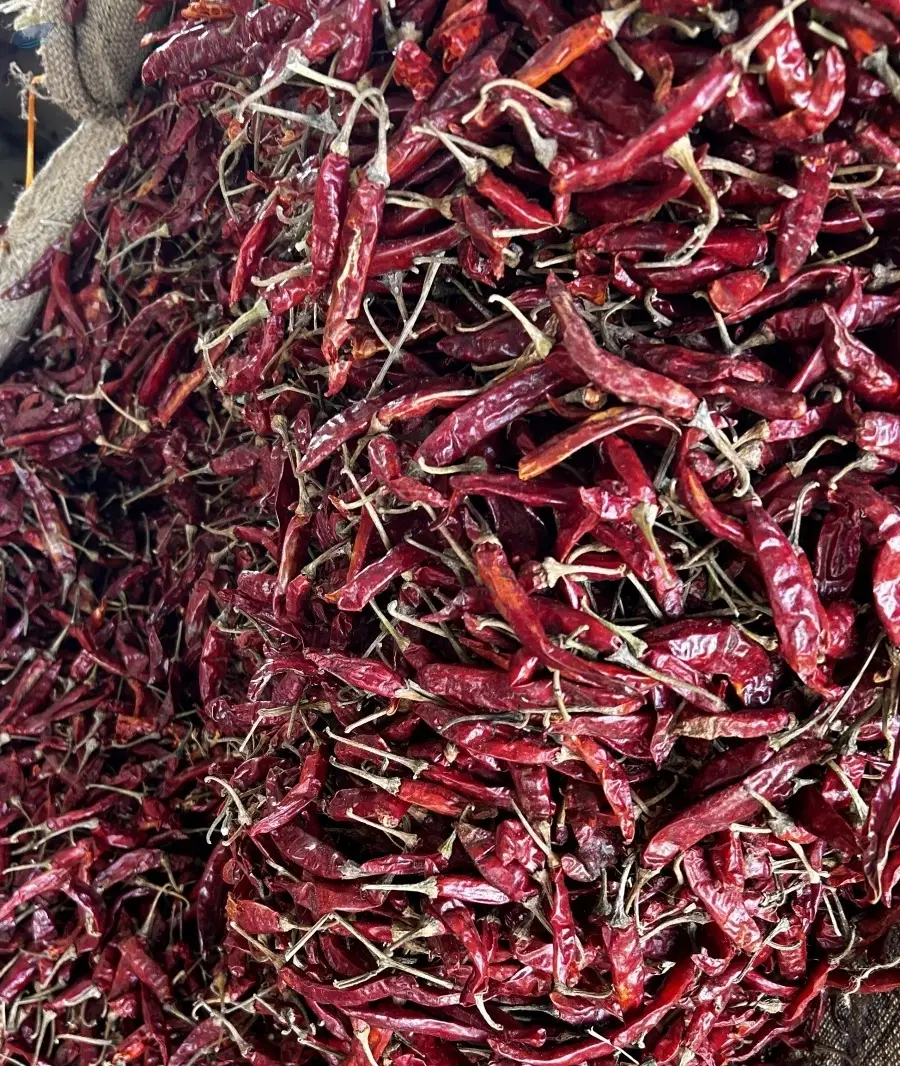 Premium Export Indian Dry Red Chilli
