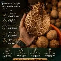 Premium Quality Fresh Indian Coconut