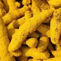 Premium Export Quality Turmeric Finger