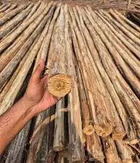 Untreated Brazilian Origin Eucalyptus Poles