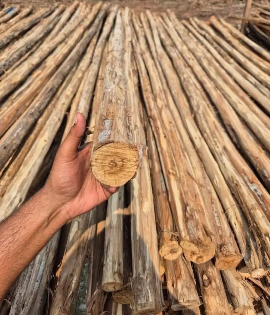Untreated Brazilian Origin Eucalyptus Poles