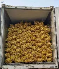 High Export Grade Quality Fresh Ginger