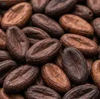Premium Export Quality Raw Cacao Beans