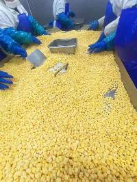Sweat Corn