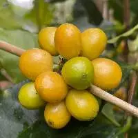 Yellow Bourbon