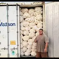 Grade A High Quality Frozen Cassava Root