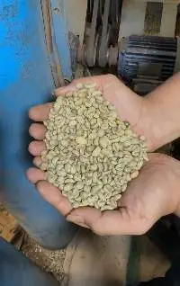 Robusta Green Coffee Bean