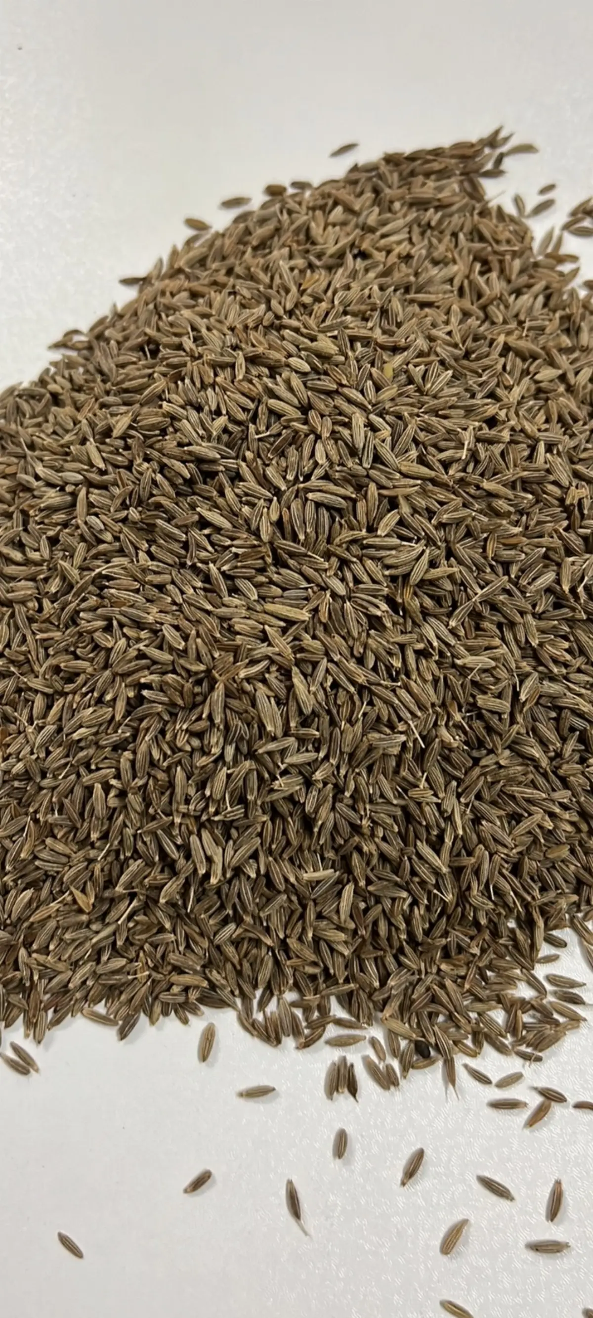 Premium Quality Export Grade Cumin Seed